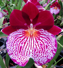 (In Spike Now) Miltoniopsis Breathless ‘Beauty’