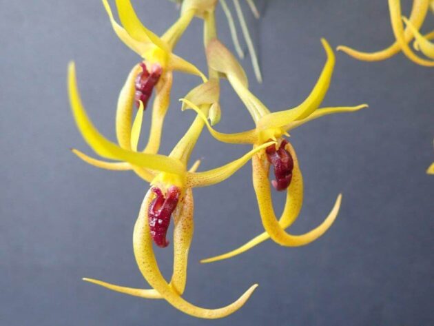 Bulbophyllum recurvilabre Main image