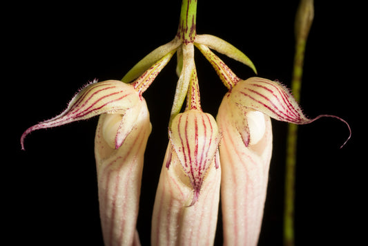 Bulbophyllum longissimum (LARGE BONSAI POTS)