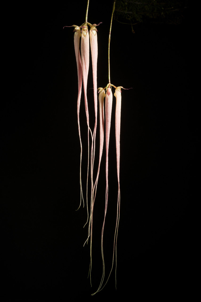 Bulbophyllum longissimum (LARGE BONSAI POTS)