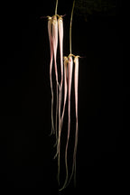 Bulbophyllum longissimum (LARGE BONSAI POTS)
