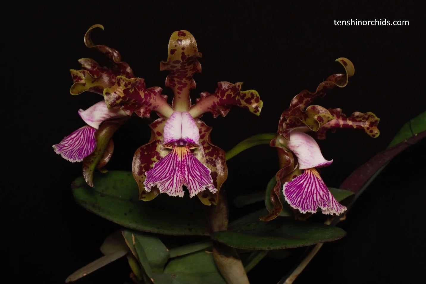 Cattleya schilleriana (BR Orquideas x Guarapari-coerulea) Main image