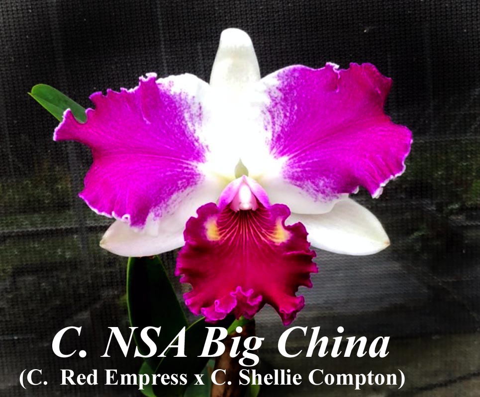 C. NSA Big China 'Big Chin' (Mericlone)