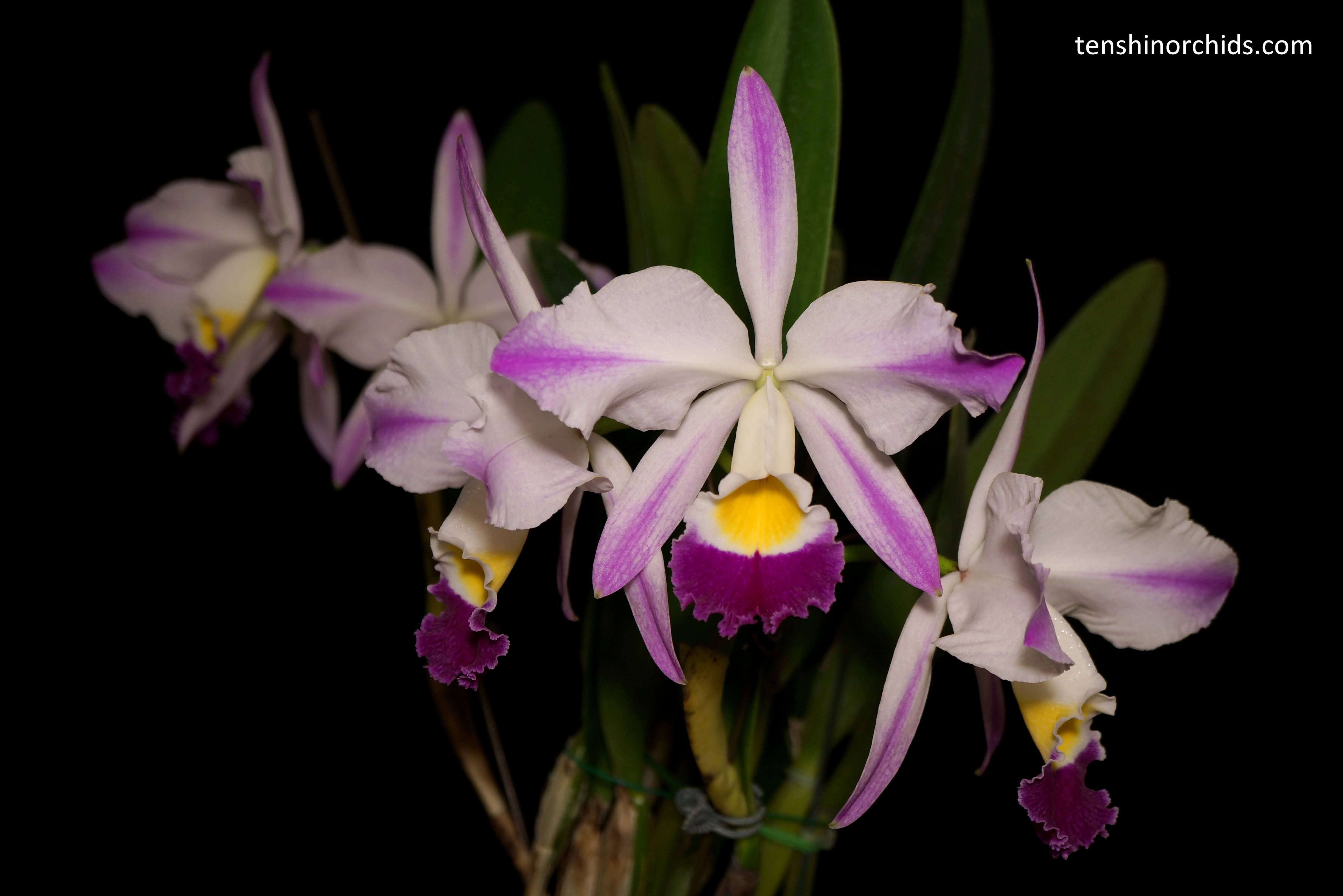 C. eldorado 'M. Itoo' x C. eldorado f. fantasia 'Rafaela' Secondary image