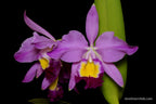 C. eldorado 'M. Itoo' x C. eldorado f. fantasia 'Rafaela'