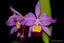 C. eldorado 'M. Itoo' x C. eldorado f. fantasia 'Rafaela'