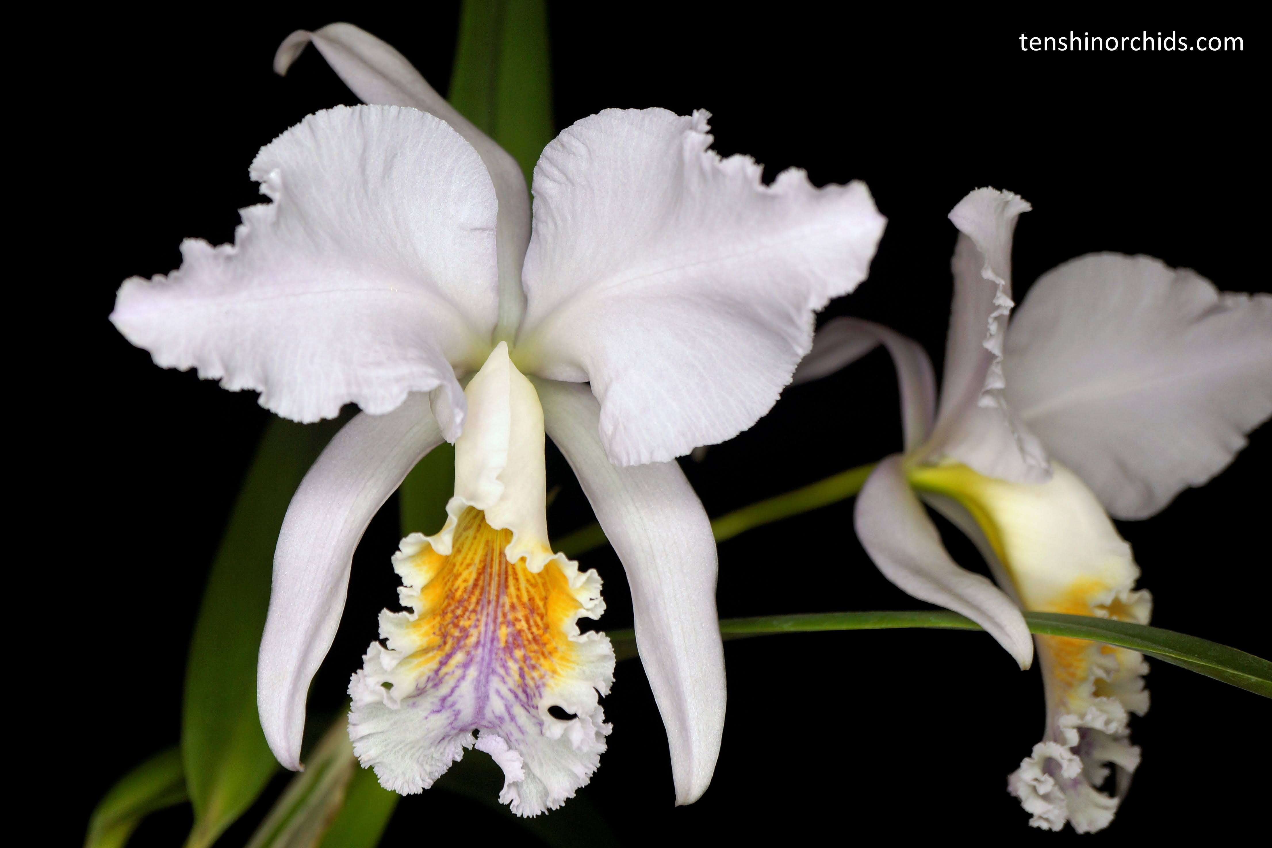 Cattleya mossiae f. coerulea x sib (BH134 Pedra Azul x Xiao Lai) (Species Flask - Conical) ex Taiwan Main image