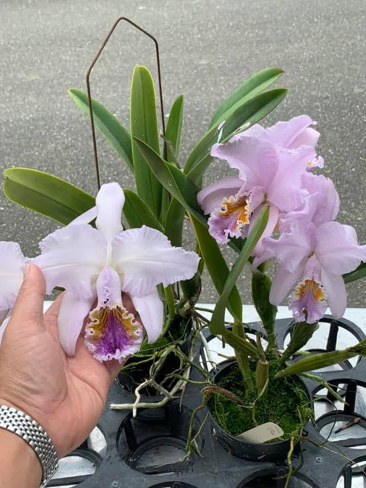 Cattleya mossiae f. coerulea x sib (BH134 Pedra Azul x Xiao Lai) (Species Flask - Conical) ex Taiwan Secondary image