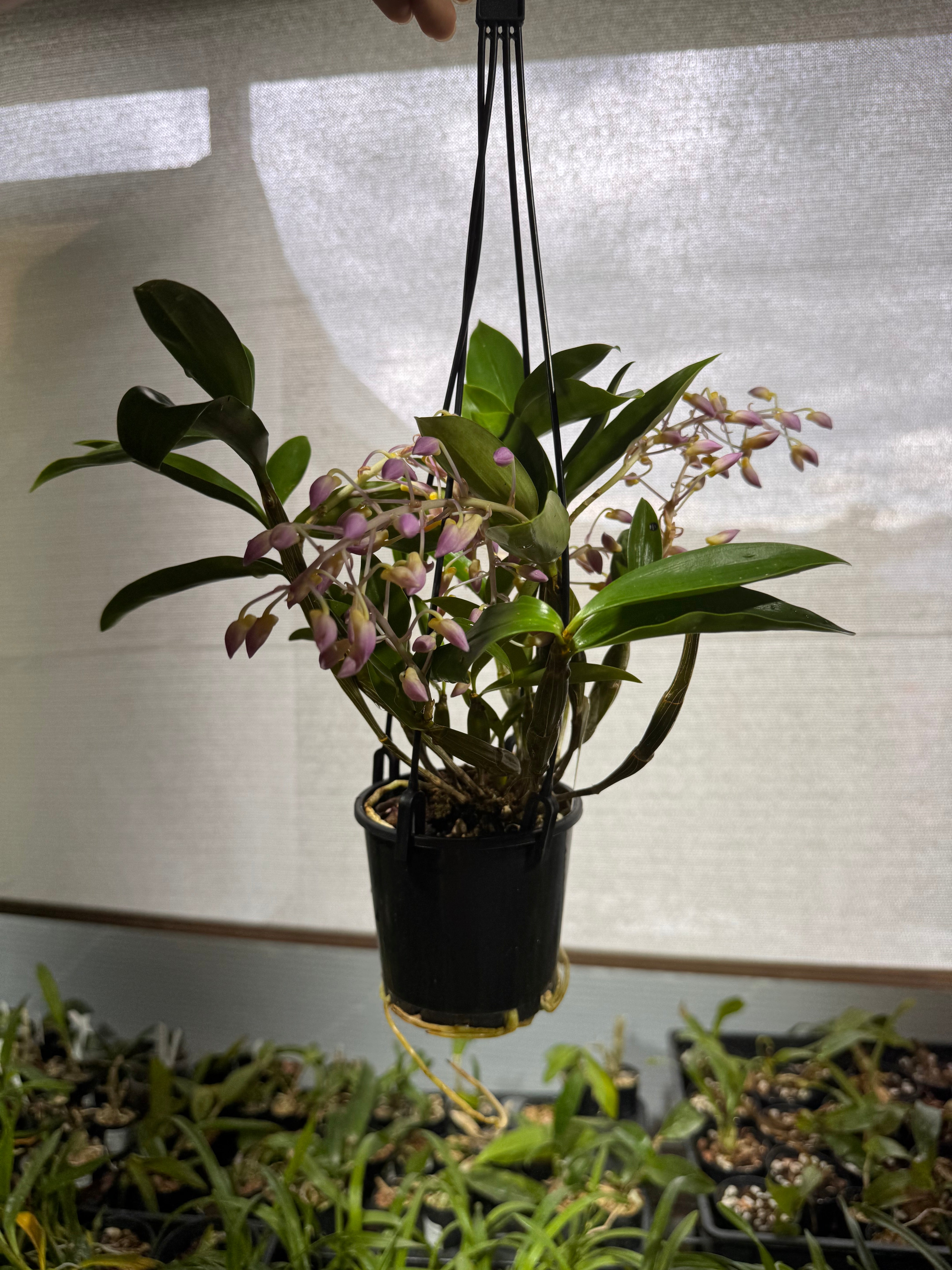 Dendrobium farmeri (pink form) FLOWERING PLANTS Secondary image