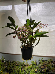 Dendrobium farmeri (pink form) FLOWERING PLANTS