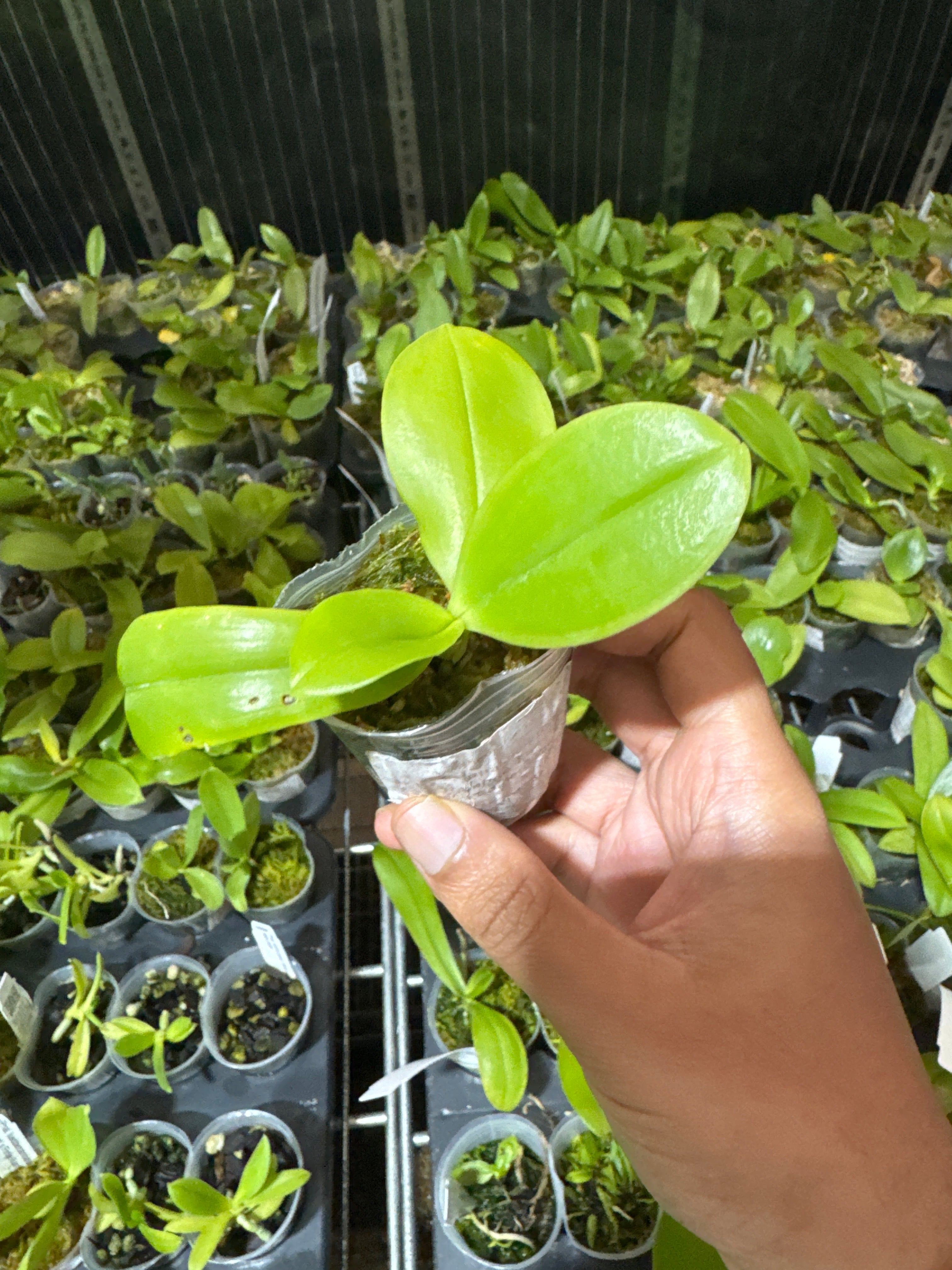 Phalaenopsis Rainbow Falconer x Samera Blue Secondary image