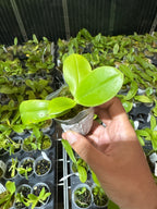 Phalaenopsis Rainbow Falconer x Samera Blue