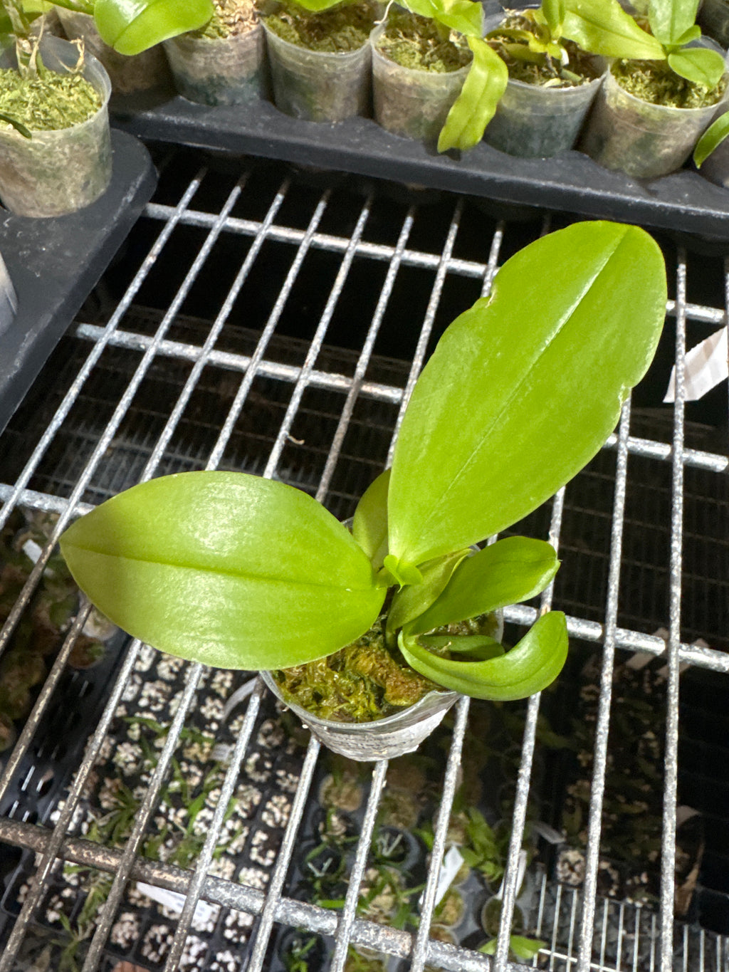 Phal. Joy Green Coral ‘No.3’ MC