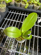 Phal. Joy Green Coral ‘No.3’ MC