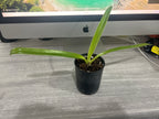 Paphiopedilum Michael Koopowitz (philippinese var. laevigatum 'In Charm' x sanderianum 'Showshan')
