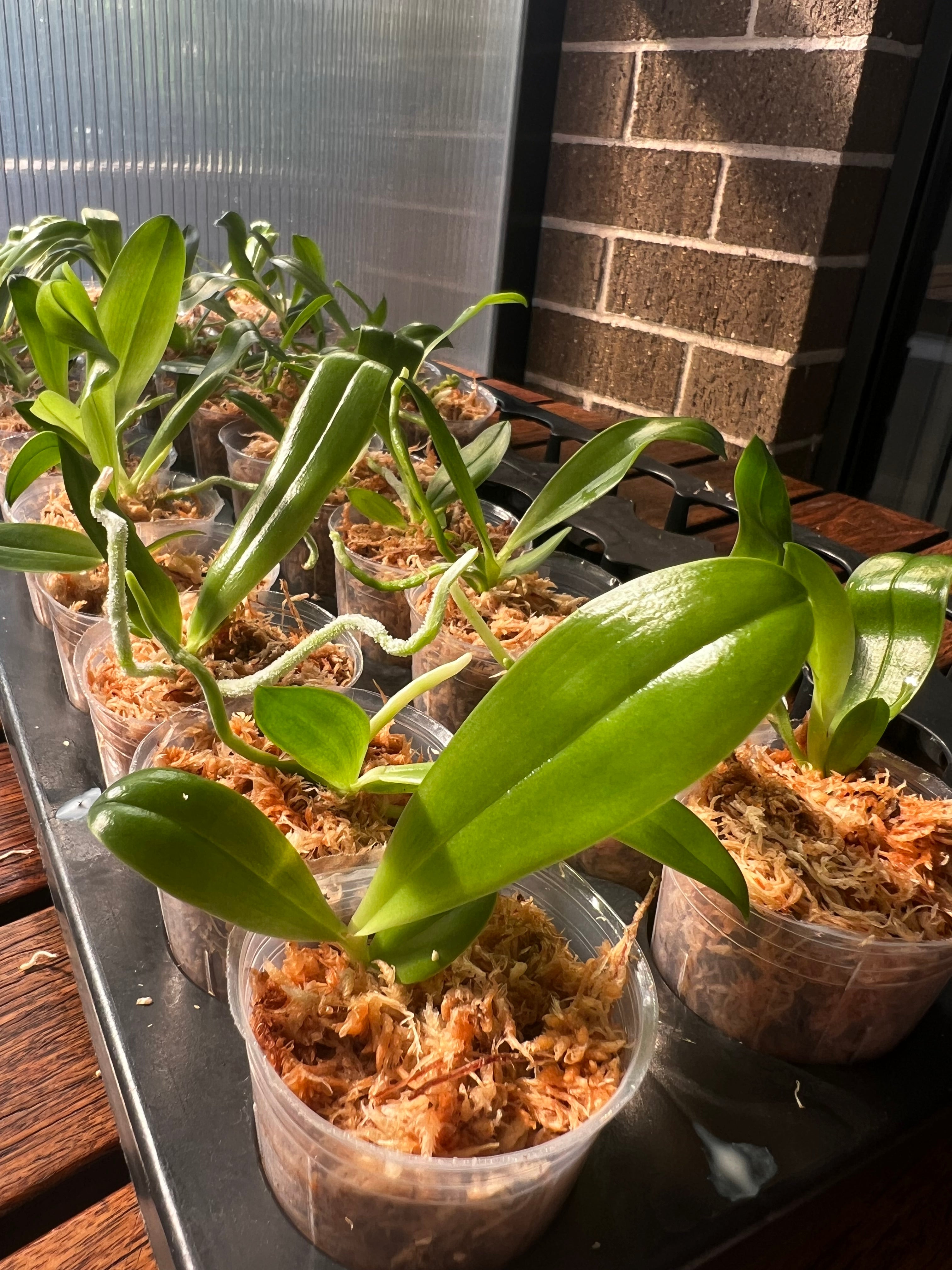 Phalaenopsis violacea f. coerulea  (Fragrant Species)