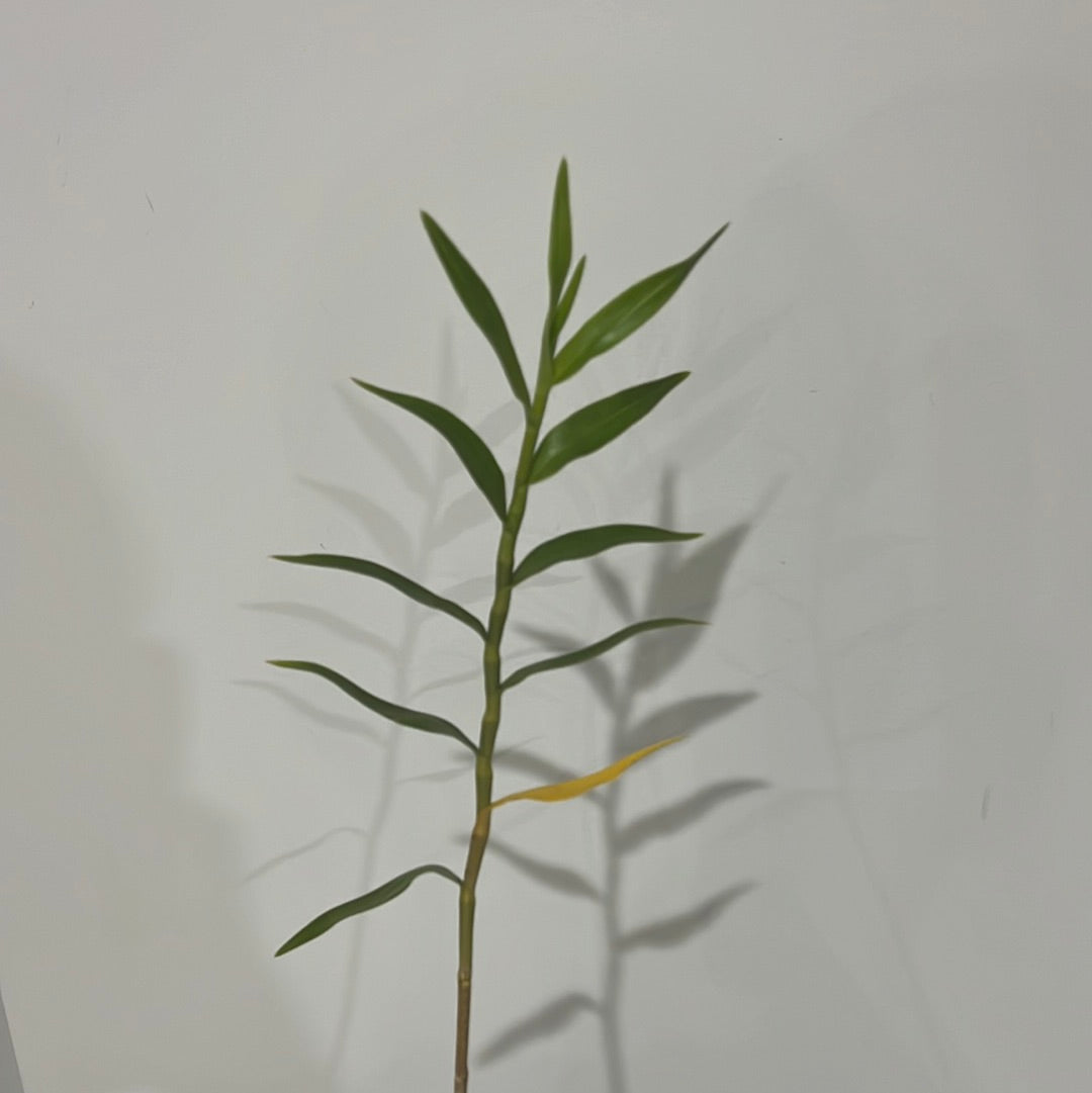 Dendrobium Gowan's Tangello AM/AOC (Dendrobium mohlianum × Dendrobium melinanthum)