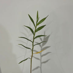 Dendrobium Gowan's Tangello AM/AOC (Dendrobium mohlianum × Dendrobium melinanthum)