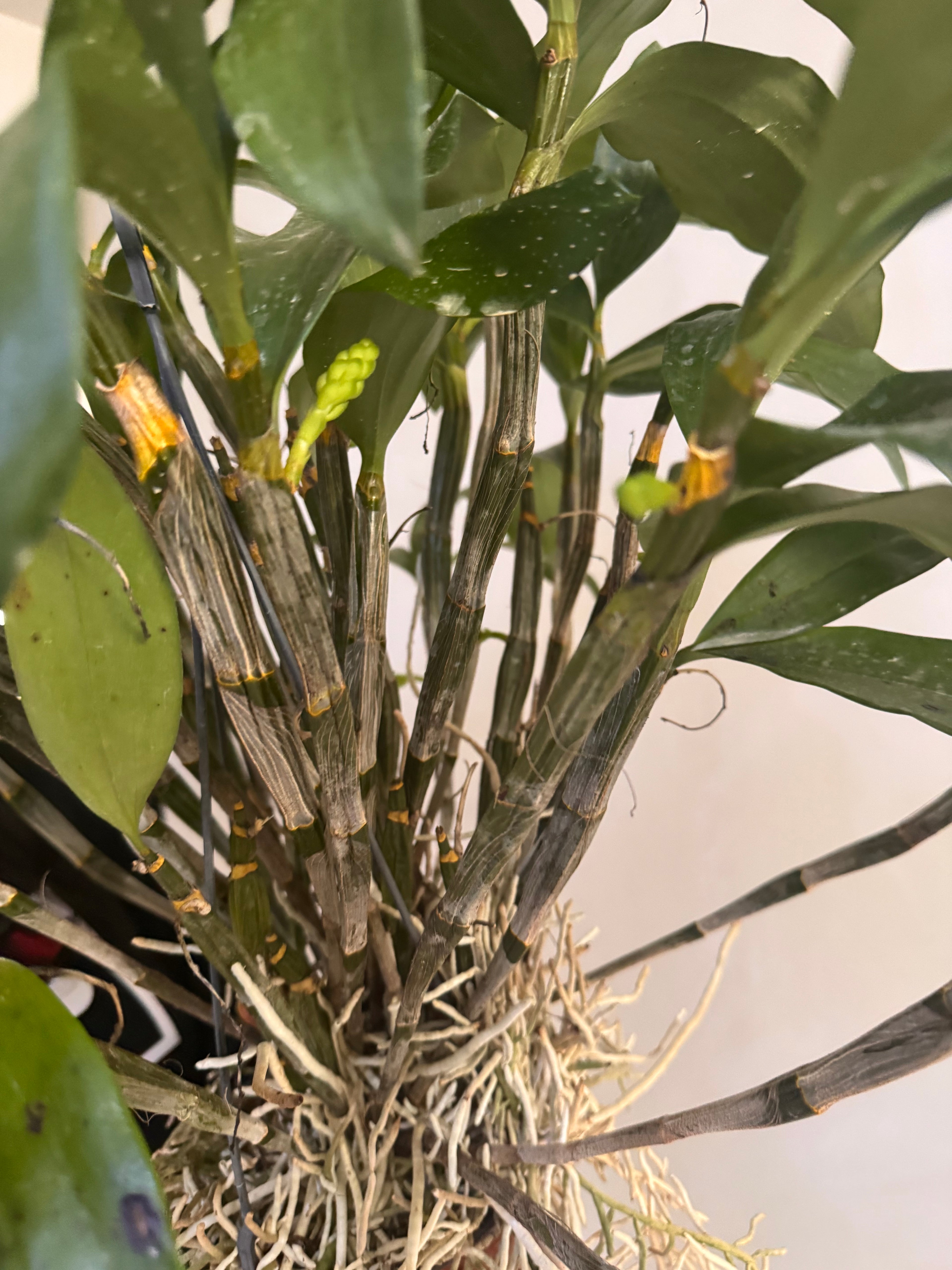 Dendrobium farmeri fma. petaloid alba (LARGE FLOWERING SPECIMEN)
