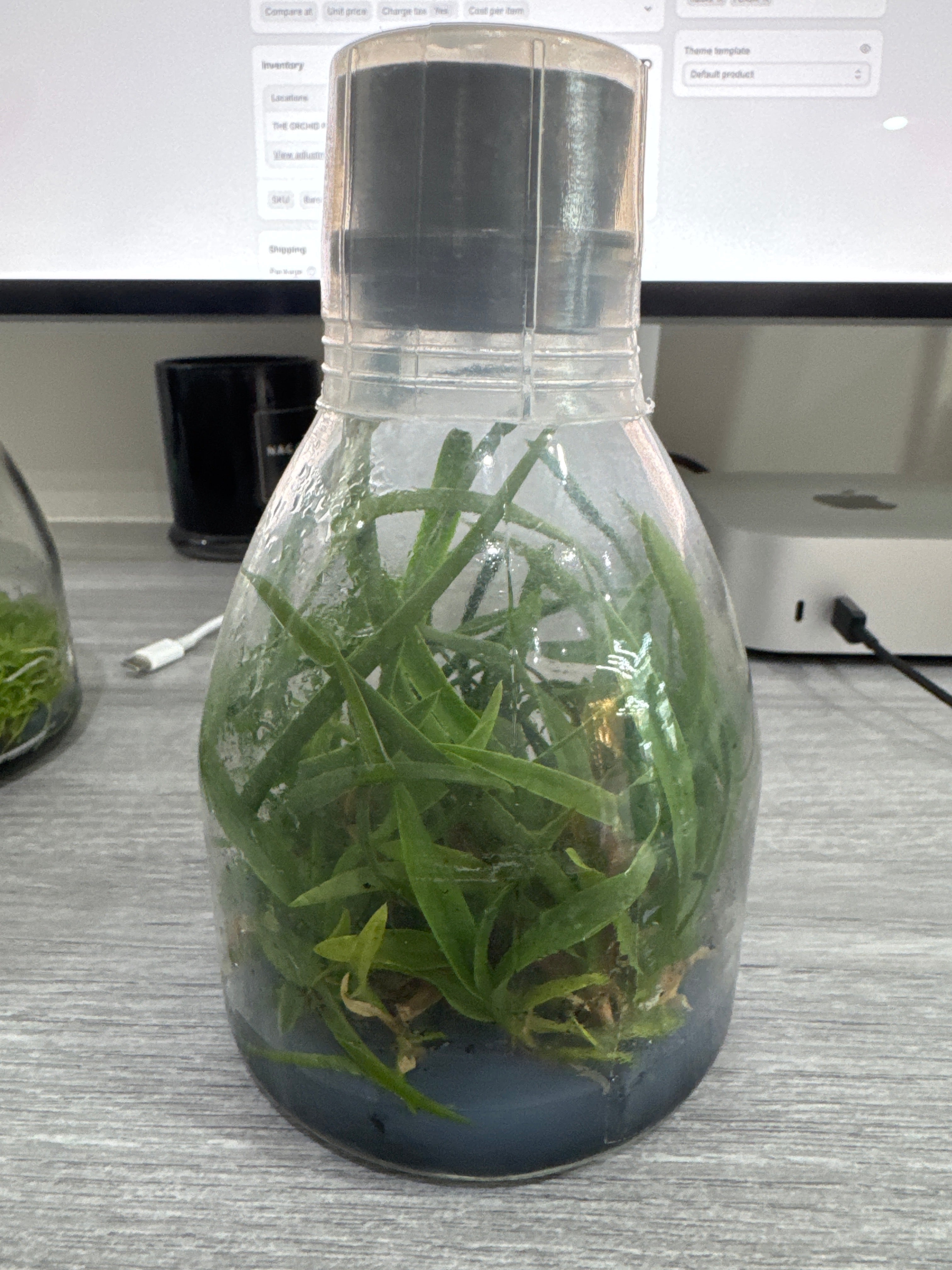 Laelia grandis (Flask - Conical, ex Taiwan) Secondary image