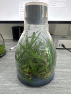 Laelia grandis (Flask - Conical, ex Taiwan)