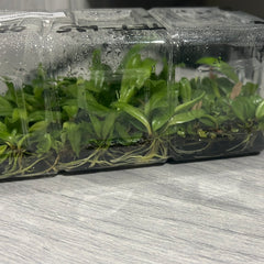 Bulbophyllum mastersianum FLASK (40+ PLANTS)