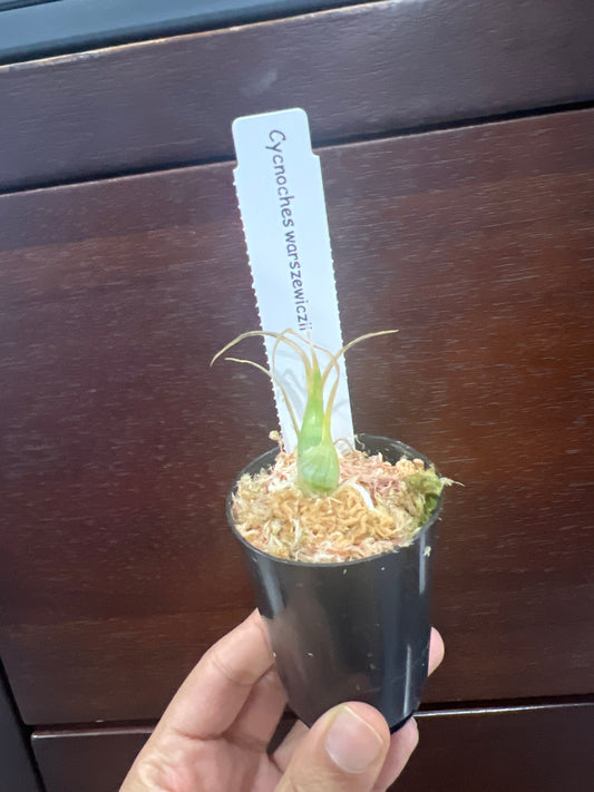 Cycnoches warszewiczii (Fragrant Species)