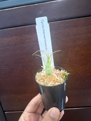 Cycnoches warszewiczii (Fragrant Species)