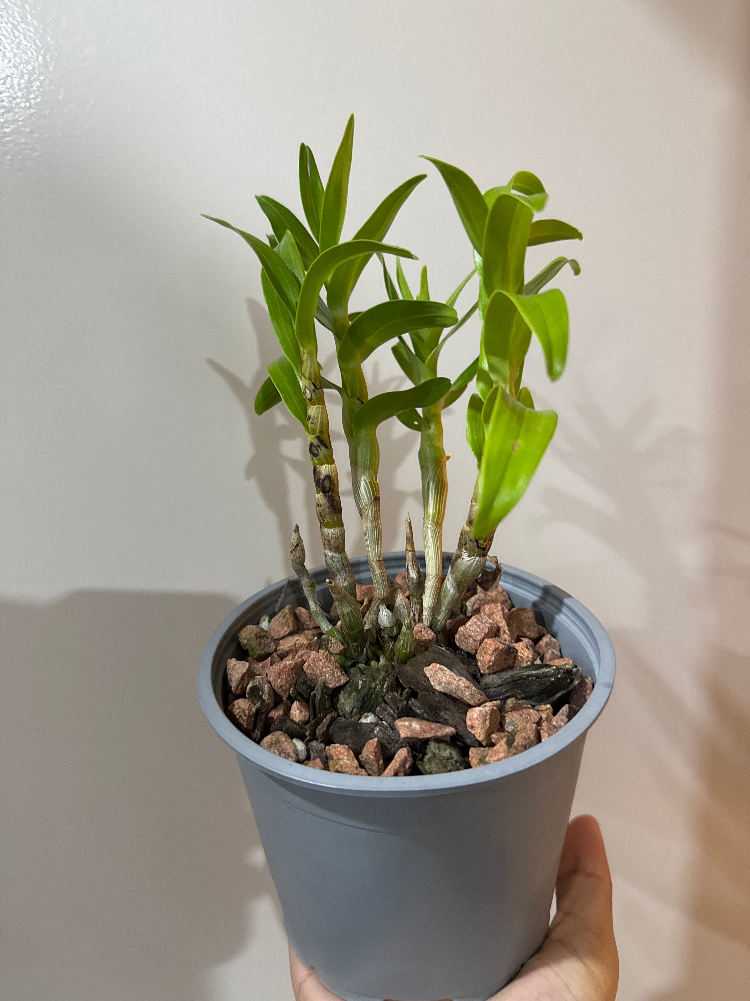 Dendrobium sanderae var. luzonicum