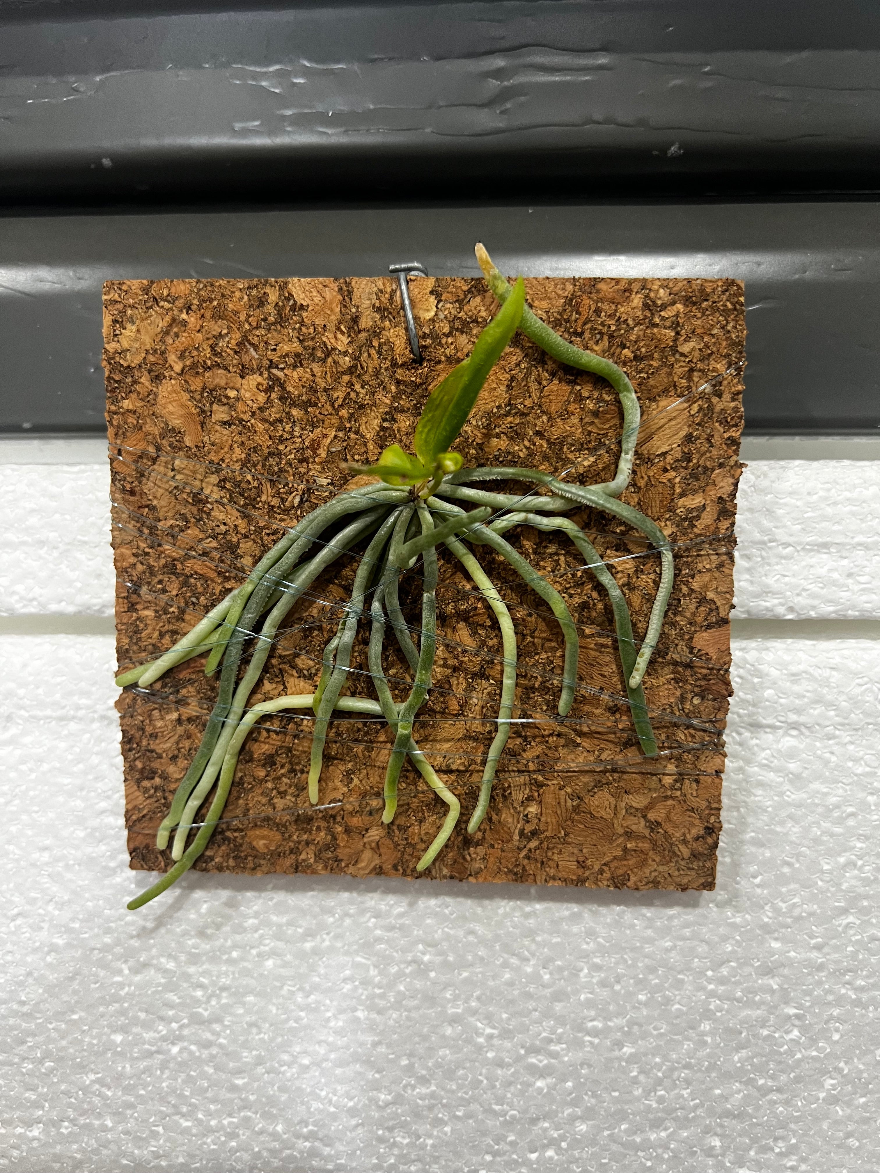 Chiloschista parishii (green) RARE LEAFLESS SPECIES Secondary image