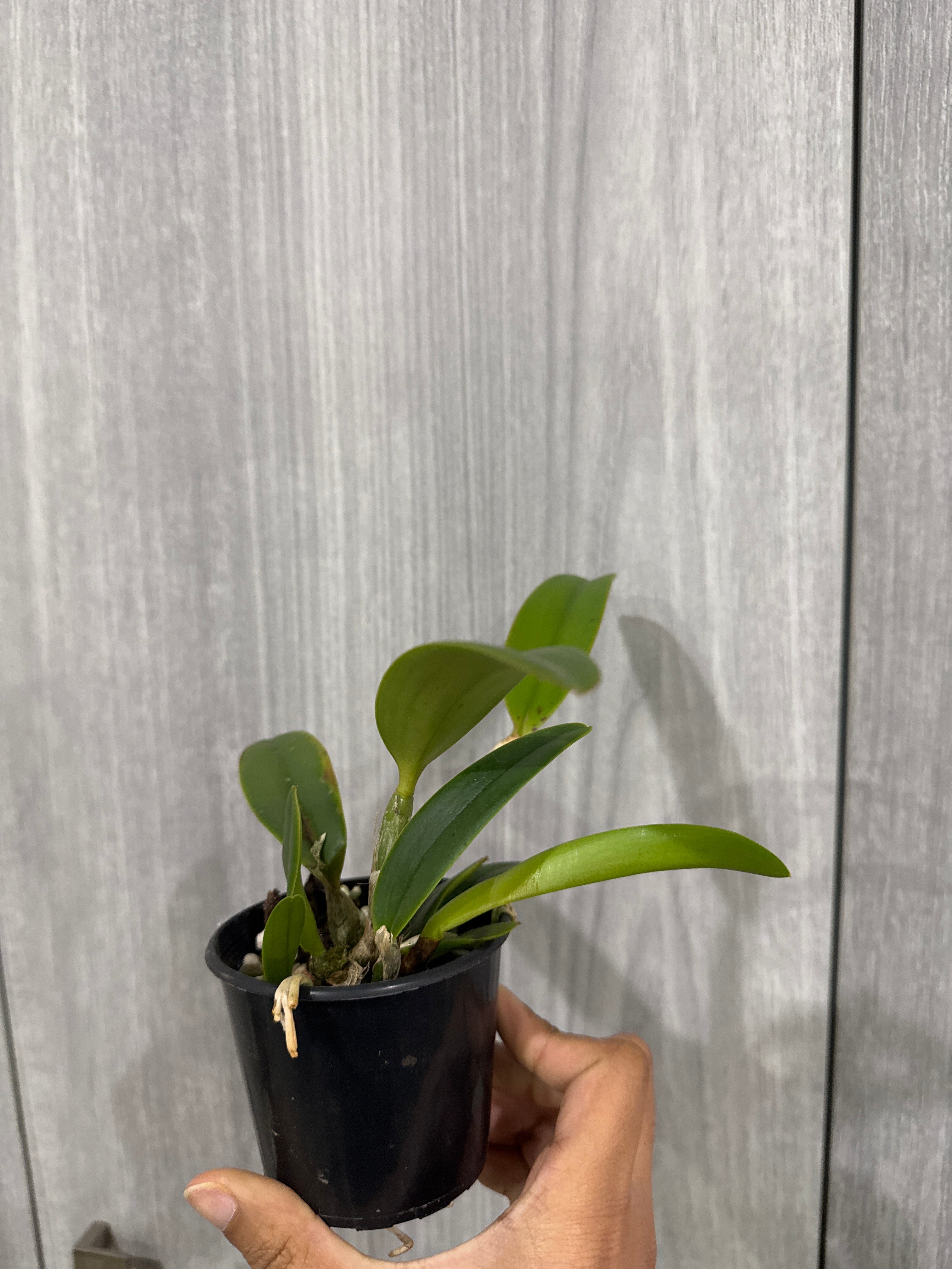 Cattleya lueddemanniana coerulea x sib (Henrique Blue-Mariauxi x #12 coerulea-coerulea flamea) Secondary image