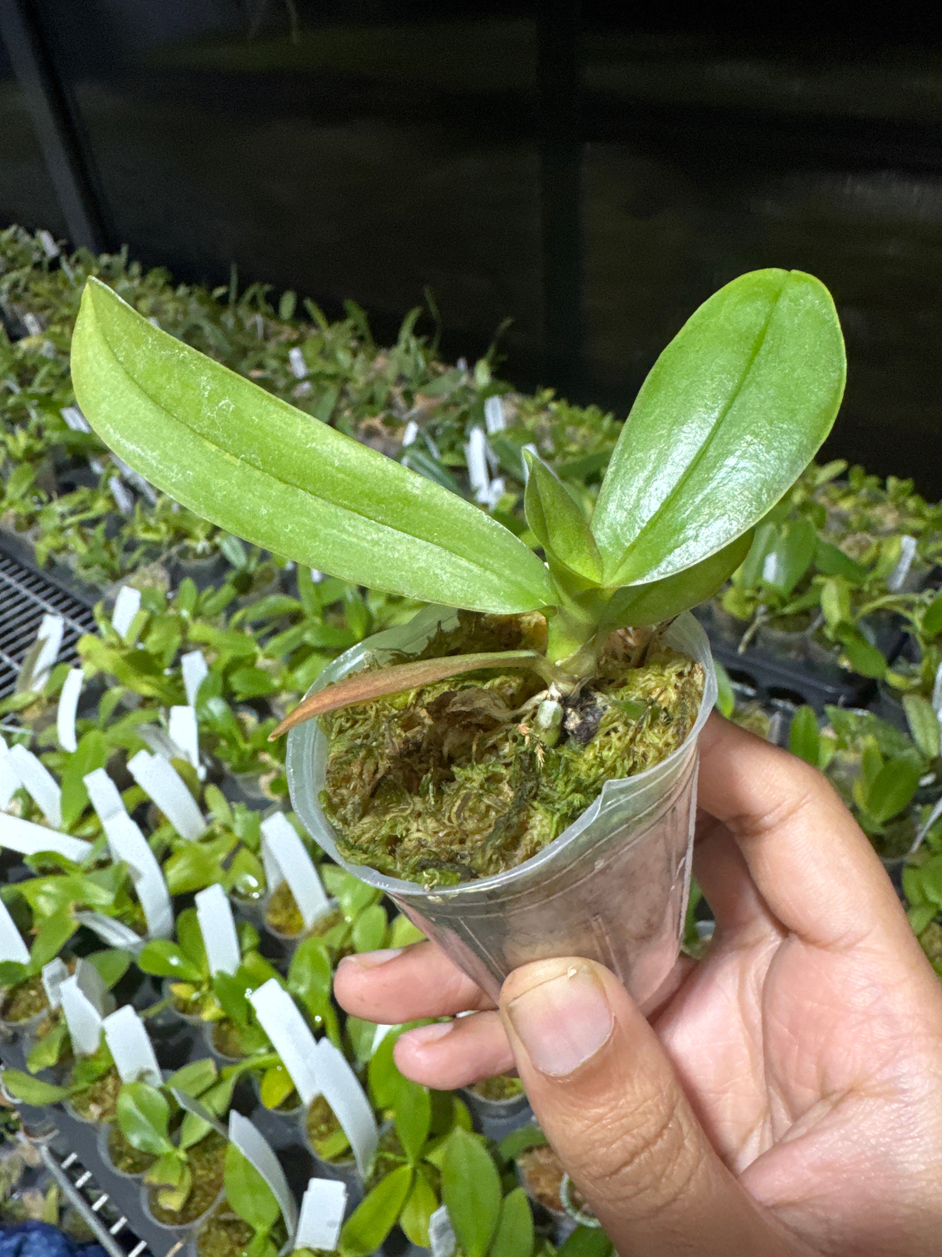 Phalaenopsis Joy Sara Lady (MC - PELORIC FORM) Secondary image