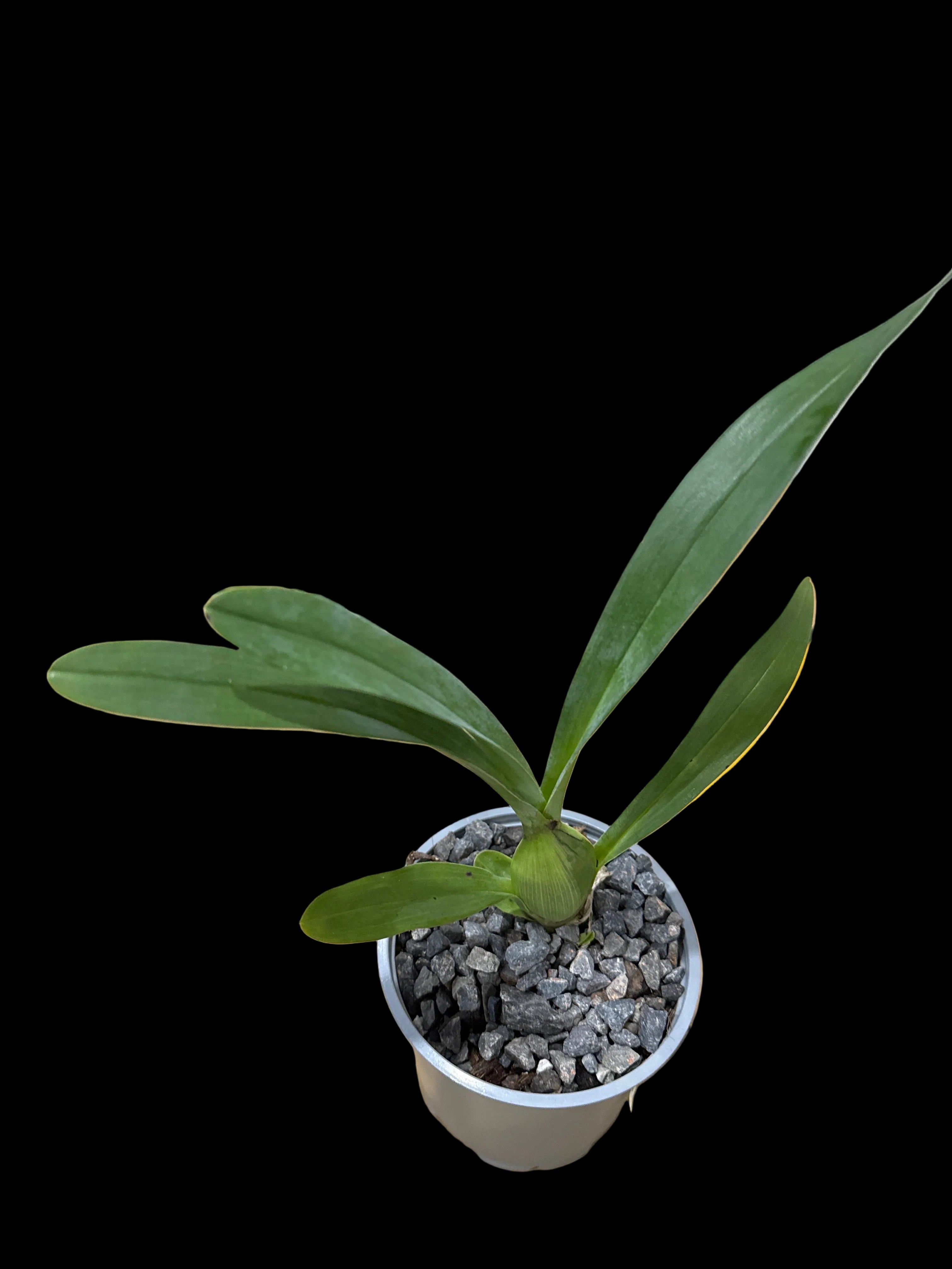 Grammangis ellisii (Madagascar Species) Secondary image