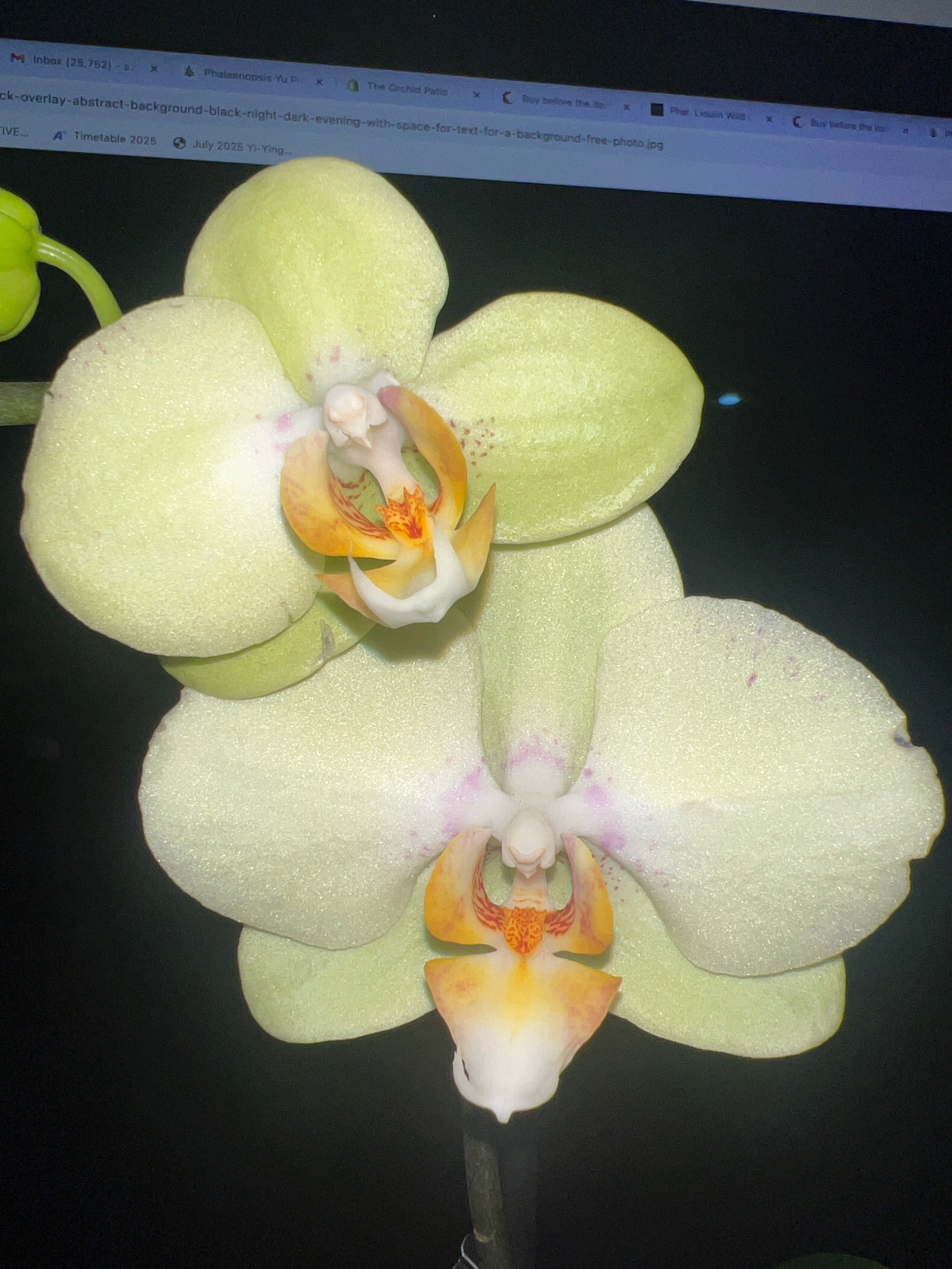 Phalaenopsis Zahara (In Flower) Main image