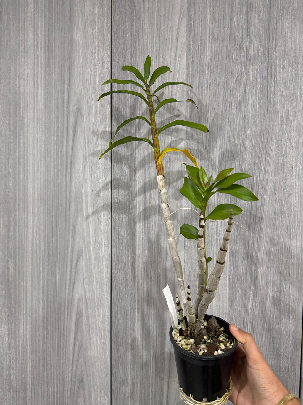 Dendrobium Amethystoglossum (Fragrant Species - In Spike!)