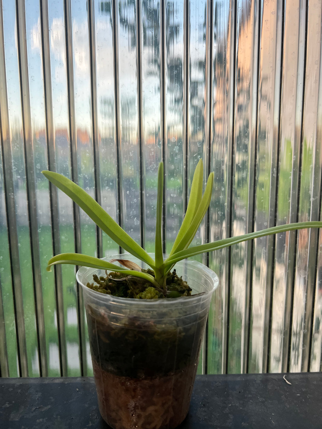 Vanda brunnea (The Light Brown Vanda Species From Thailand)
