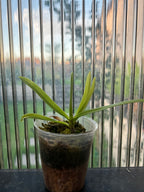 Vanda brunnea (The Light Brown Vanda Species From Thailand)