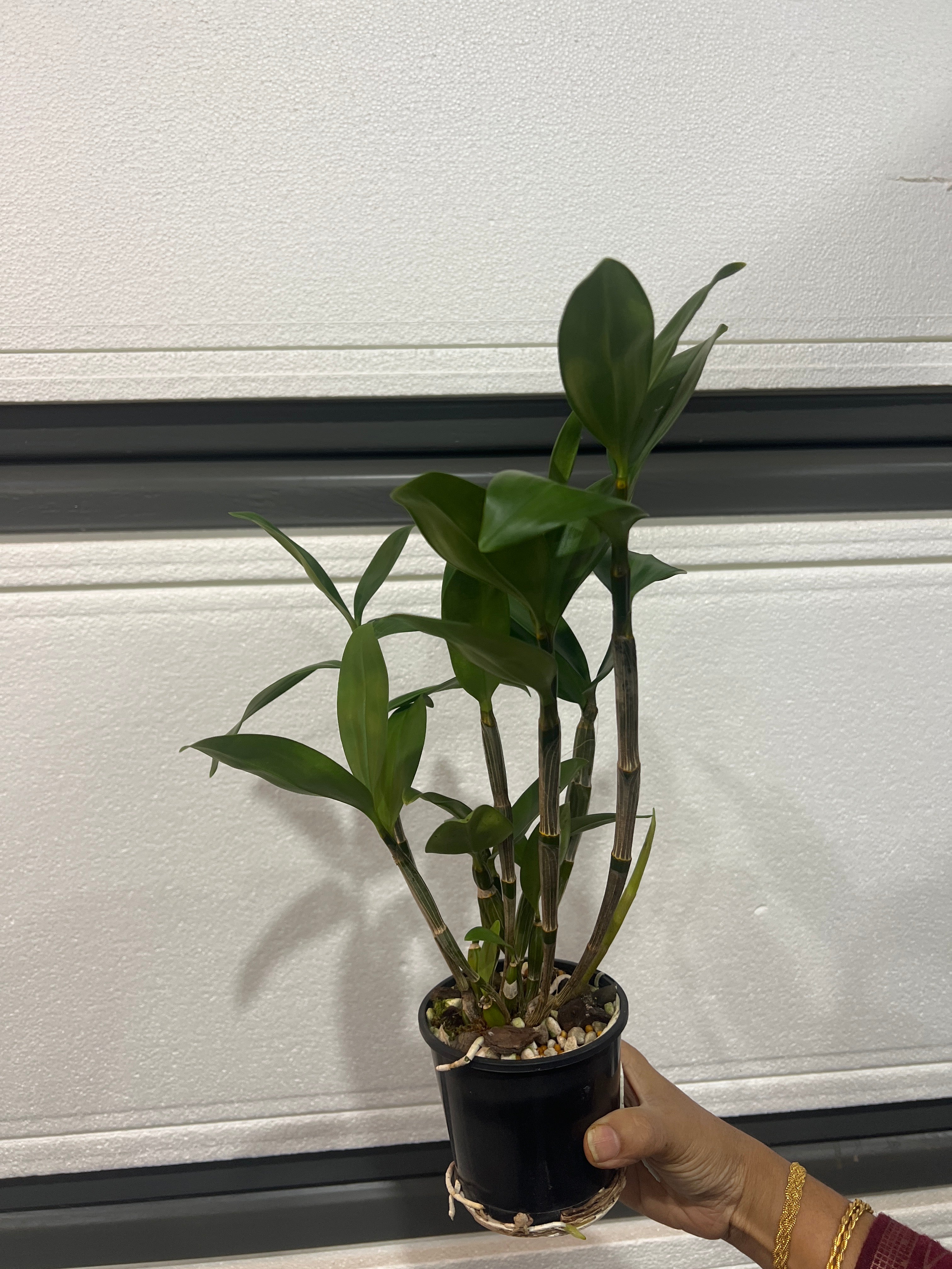 DendrobiumThyrsiflorum Secondary image