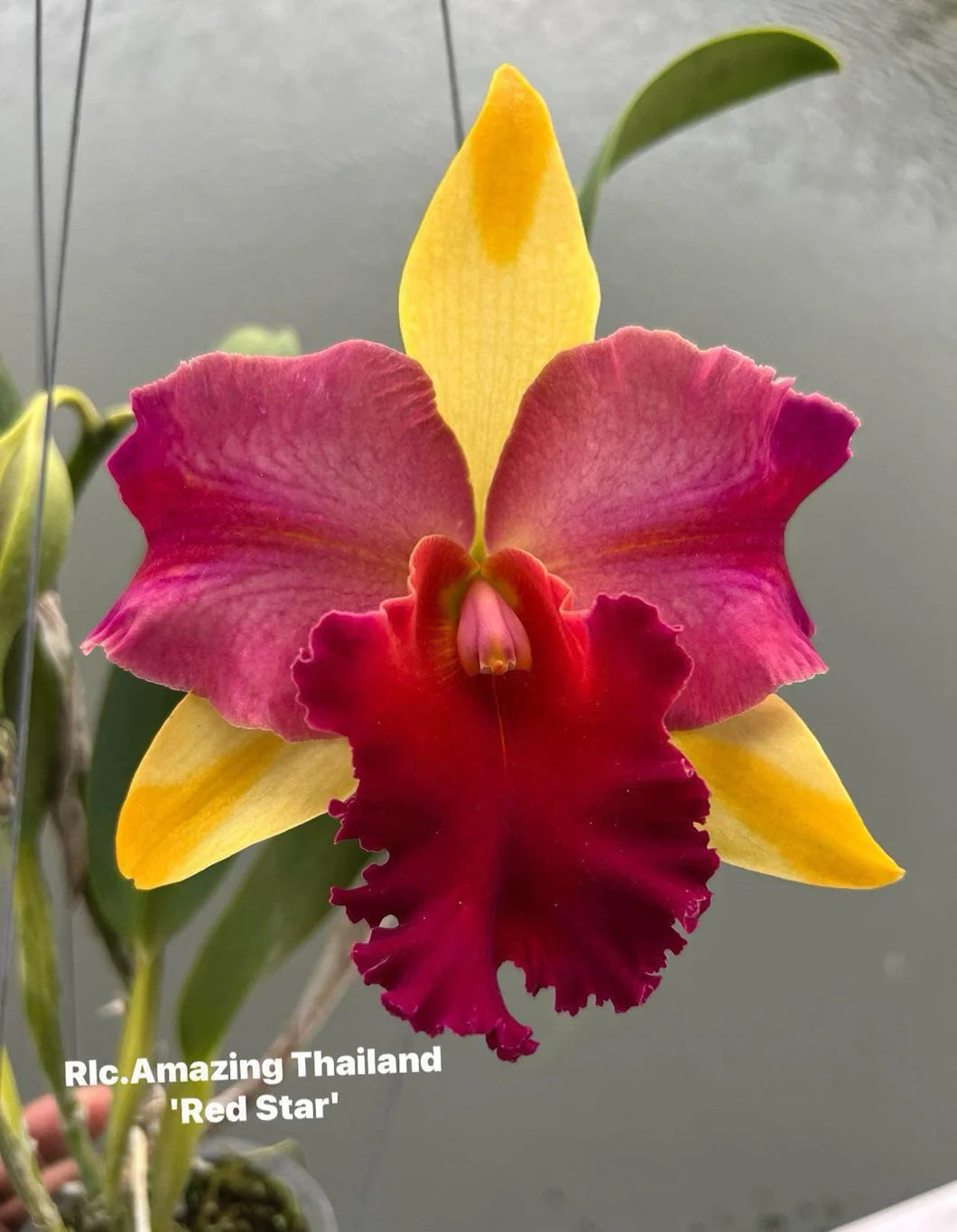 Rlc. Amazing Thailand 'Red Star' – The Orchid Patio