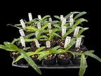 Paphiopedilum Michael Koopowitz (philippinese 'Seven Samurai AM/AOS' x sanderianum 'Sky Tower')