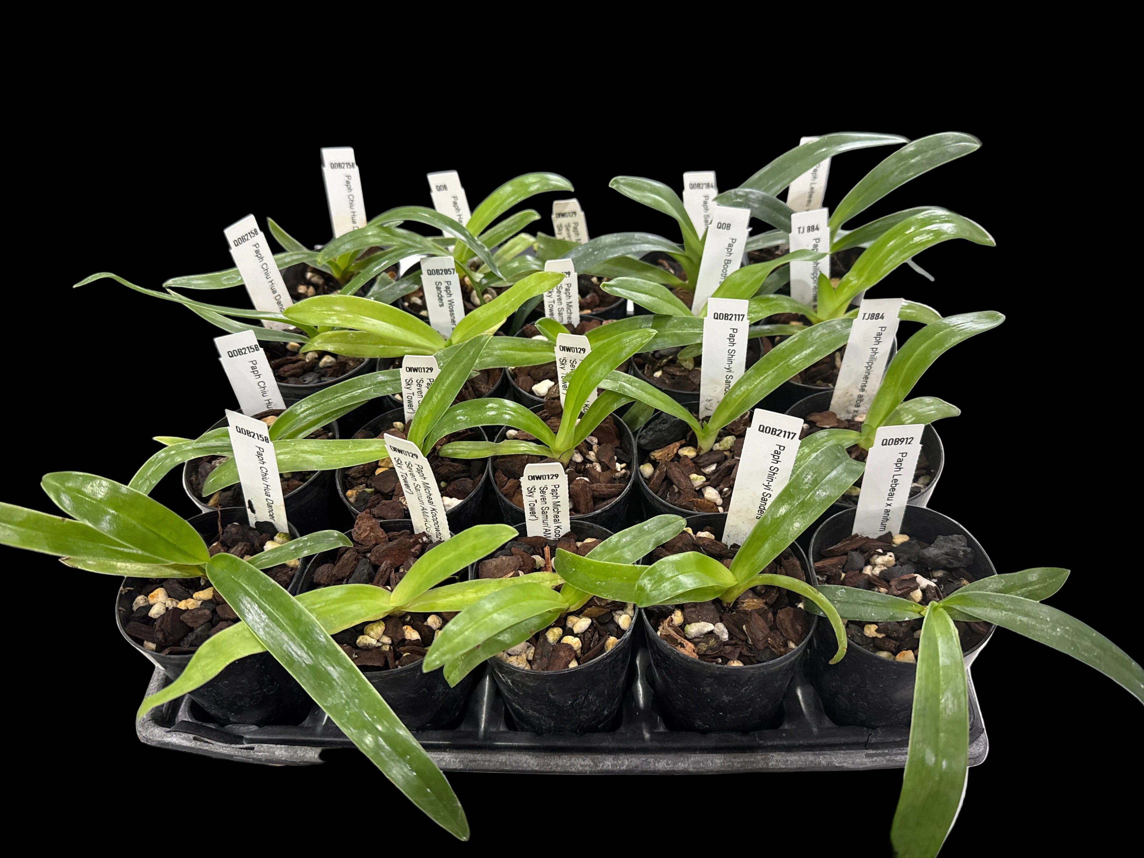 Paphiopedilum Michael Koopowitz (philippinese 'Seven Samurai AM/AOS' x sanderianum 'Sky Tower')