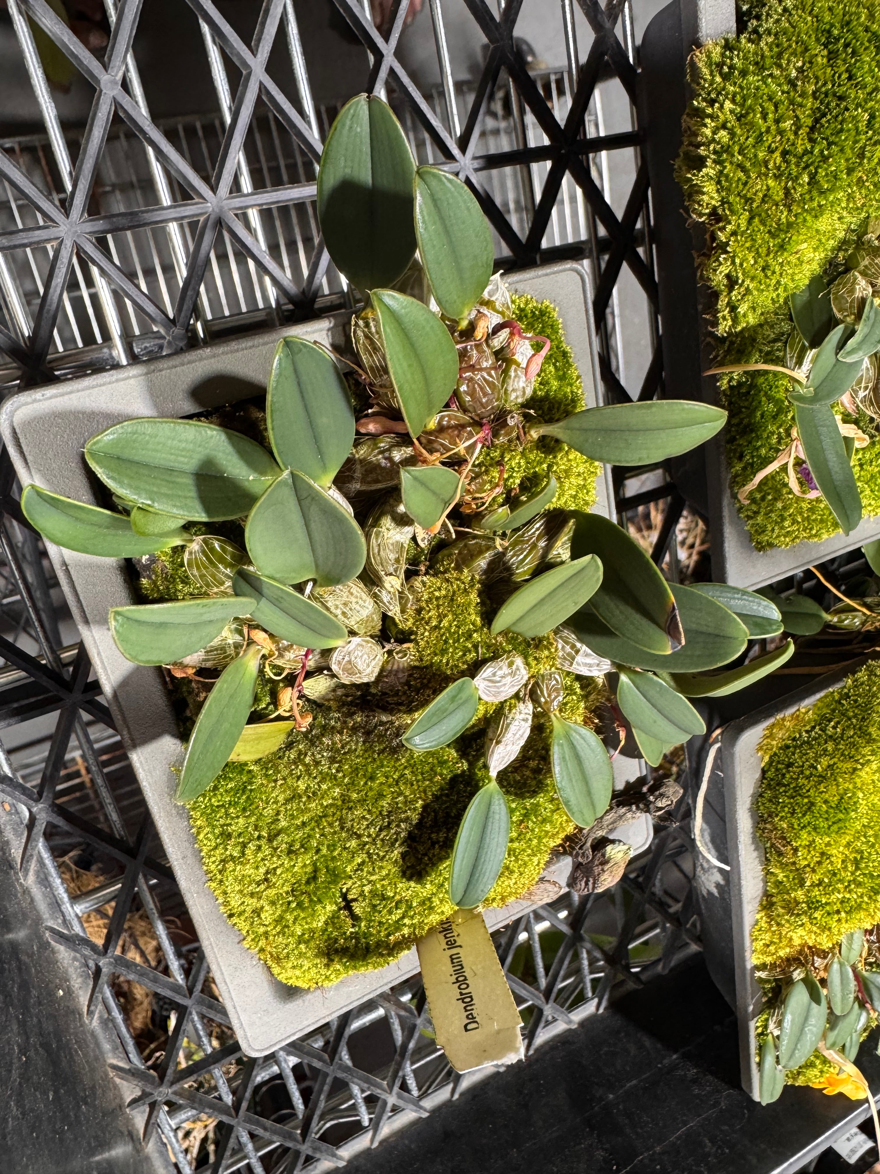Dendrobium jenkinsii (Fragrant Species) Secondary image