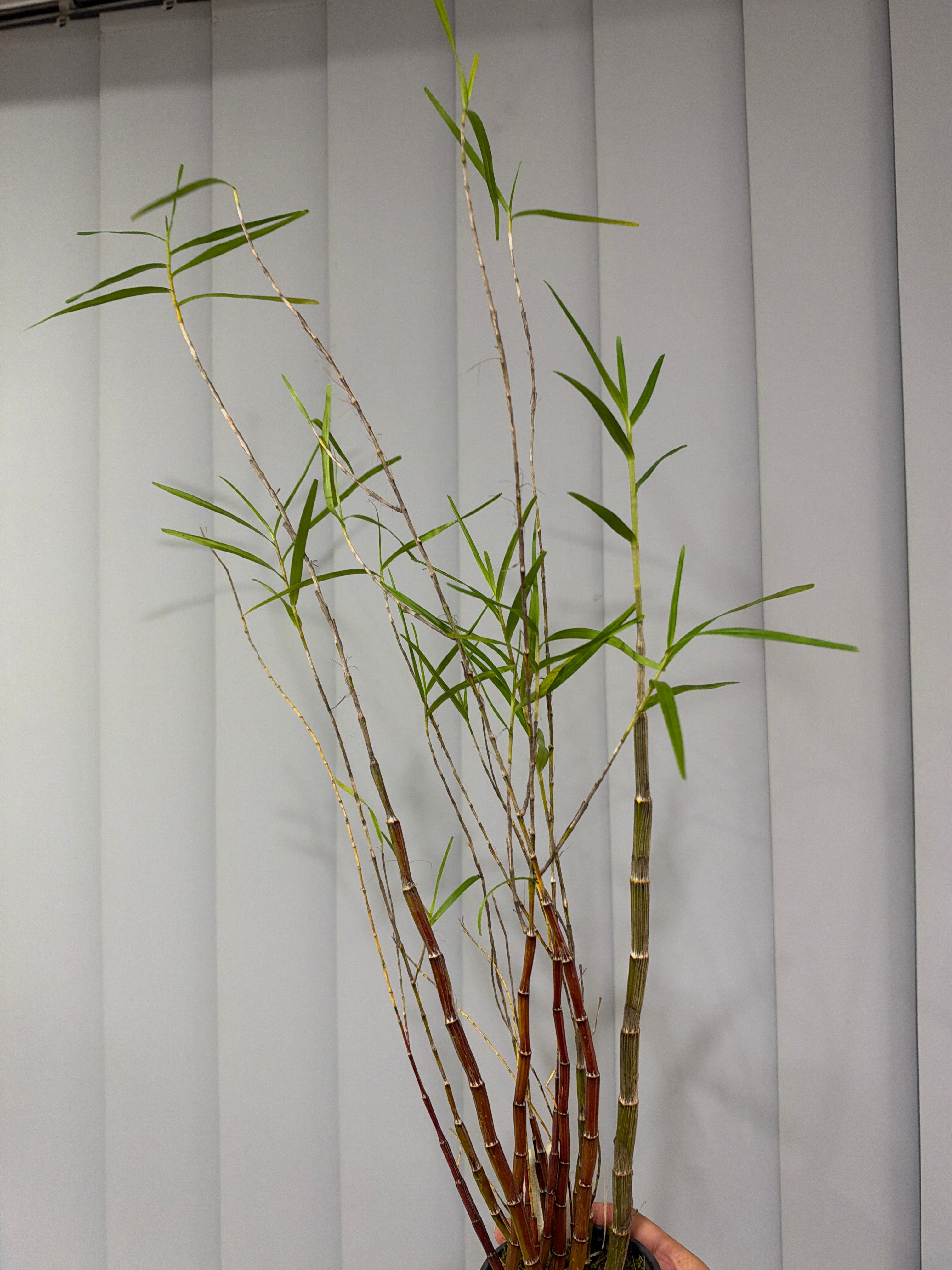 Dendrobium hancockii– HONEY FRAGRANCE! (SPECIES) Secondary image