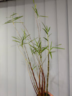 Dendrobium hancockii– HONEY FRAGRANCE! (SPECIES)