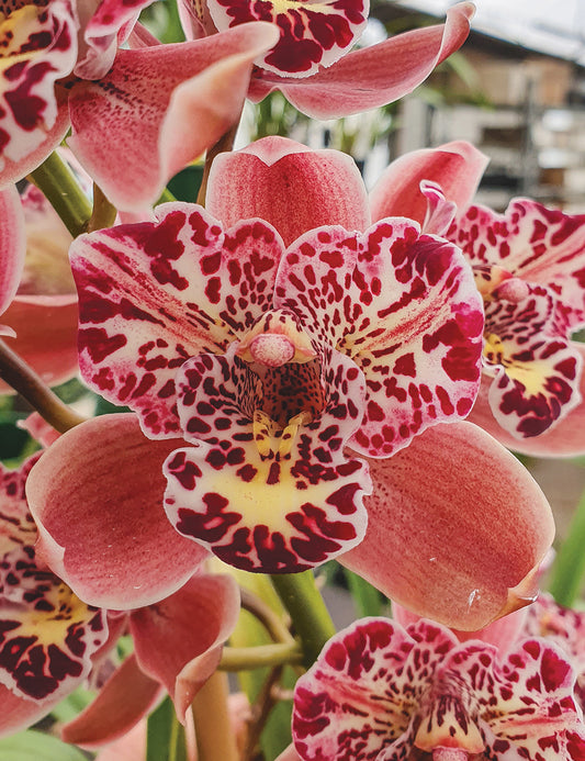 Cymbidium Strathdon 'Cooksbridge Fantasy' (Upright, red-pink, tri-petal/pelorid)