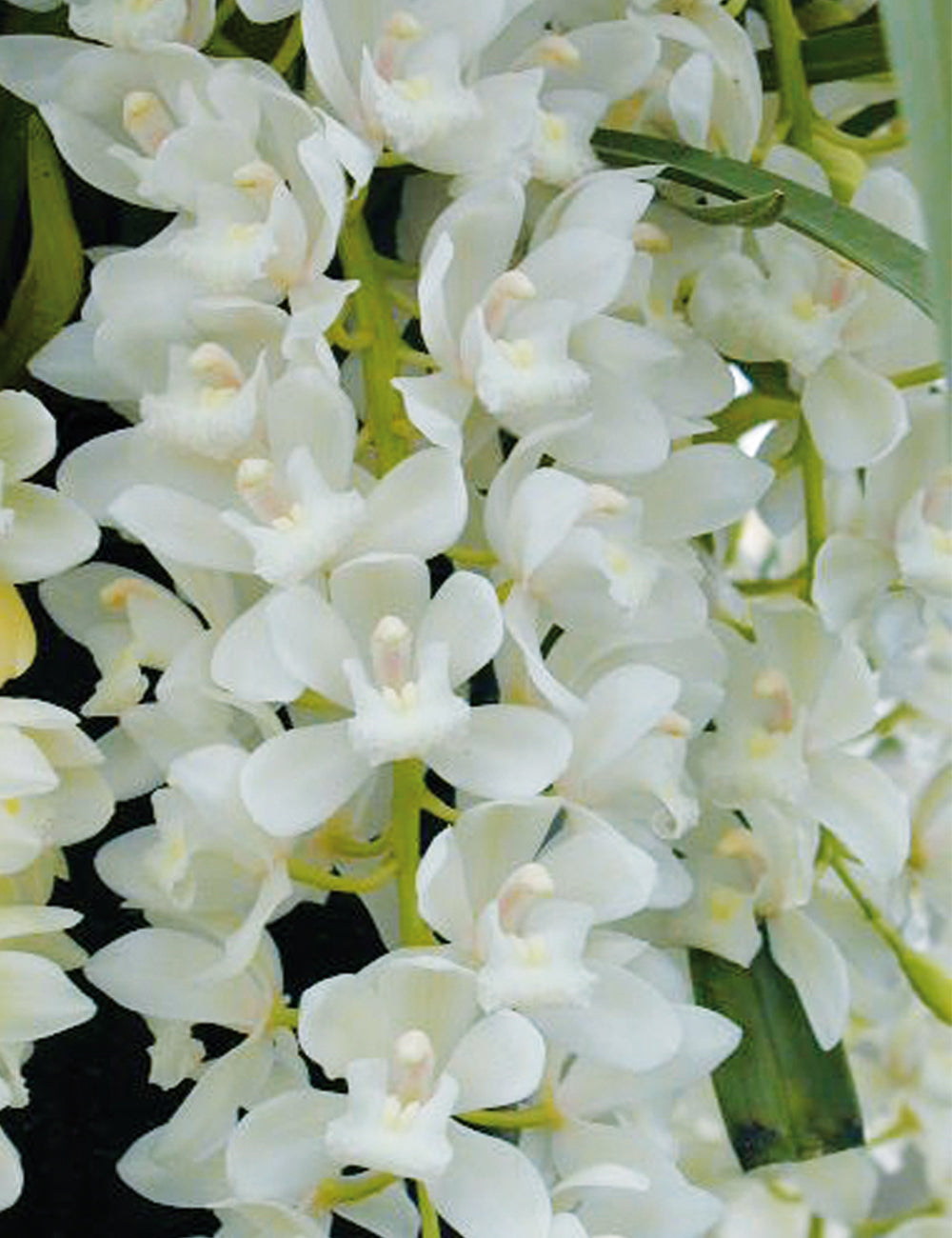 (FRAGRANT) Cymbidium (SARAH JEAN 'ICE CASCADE') Main image
