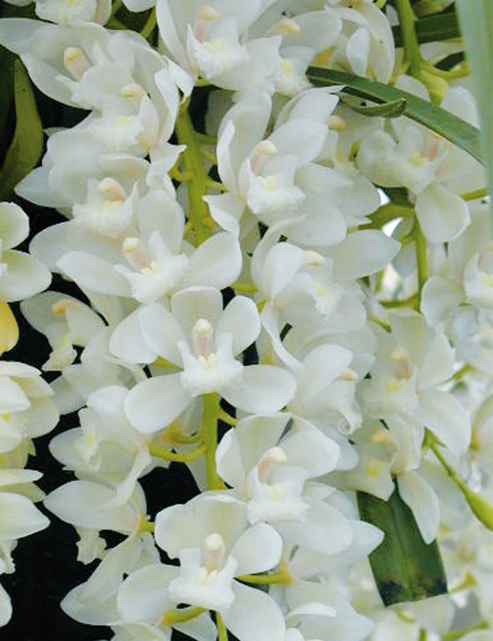 (FRAGRANT) Cymbidium ( SARAH JEAN 'ICE CASCADE')