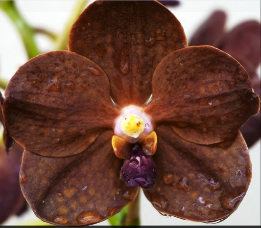 Vanda Redland Chocolate 'Dark Chocolate'