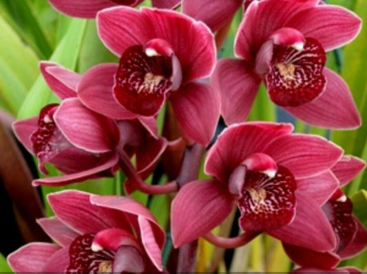 Cymbidium Doo - Woop 'Dark Cherry'