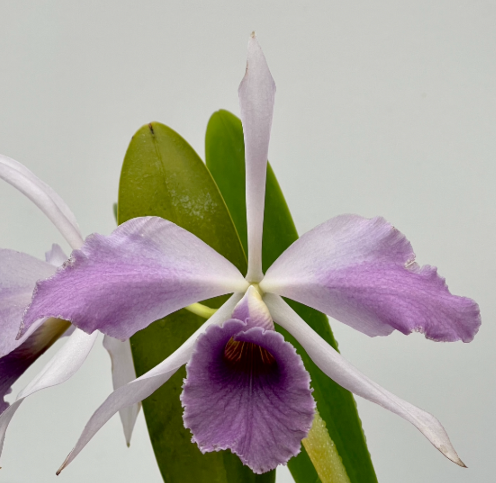 Cattleya C. G. Roebling 'Blue Indigo' (Mericlone)